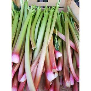 Rhubarbe (1kg)