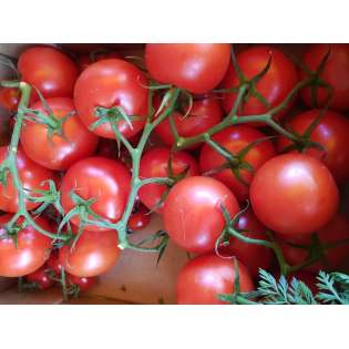 Tomate cœur boeuf