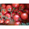 Tomate Grappe (500 gr) provence