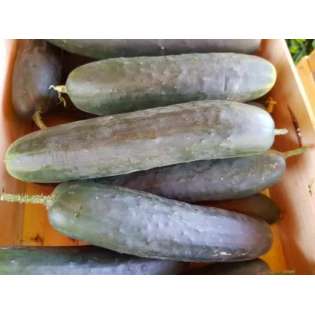 Concombre Noa (1 pc)