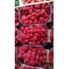 Framboises (250 gr)