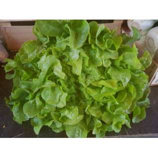 Salade Chêne (1 pièce)