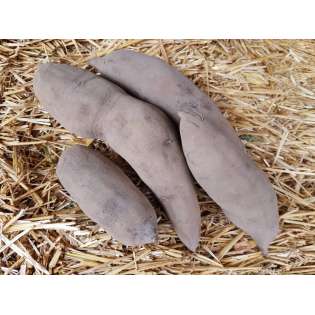 Poires de Terre (1 kg)