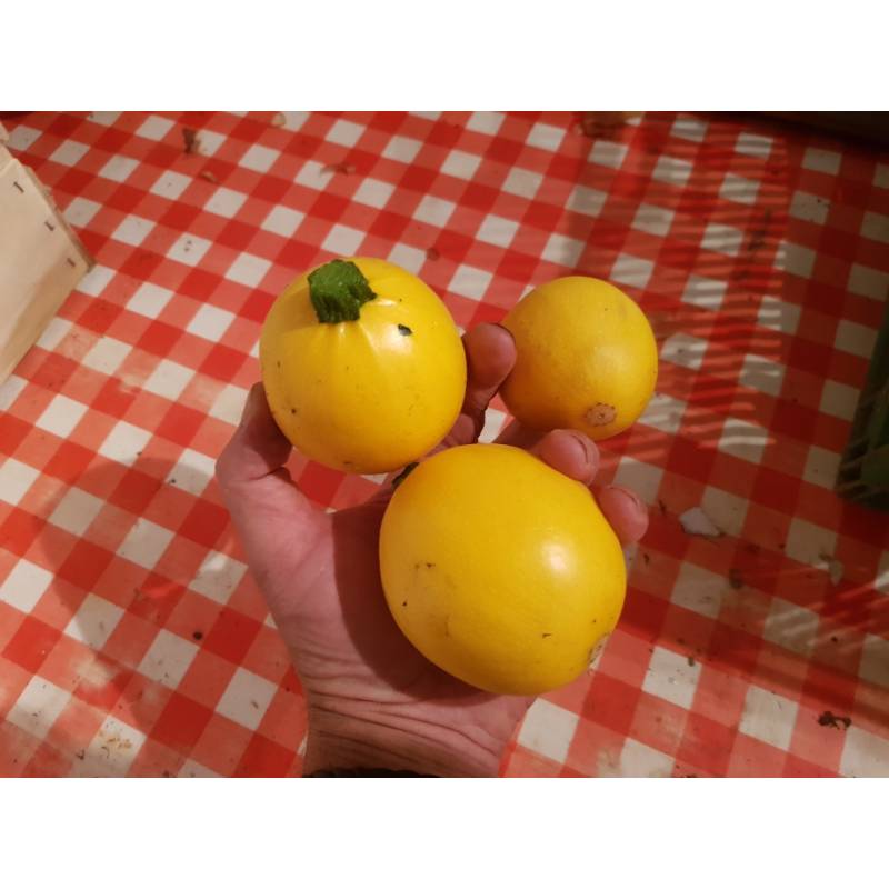 Courgettes Rondes Jaunes (1 kg)