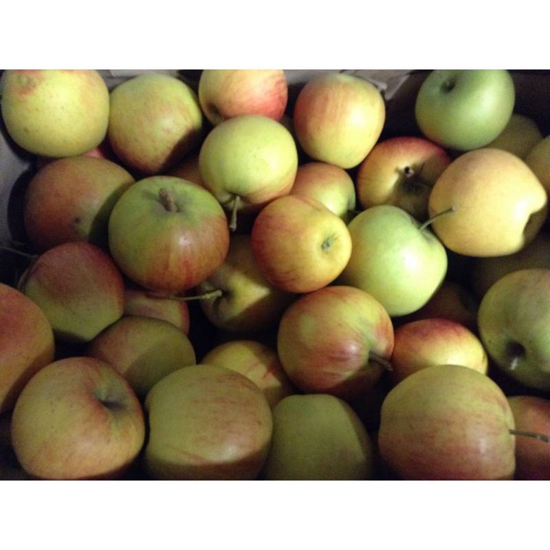 Pommes Elstar (1 kg)