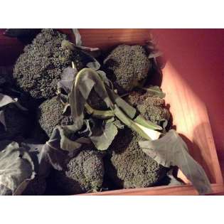 Brocolis (1kg)