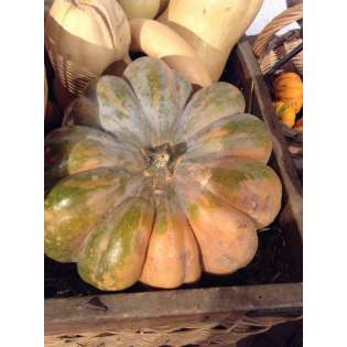 Courge musquée de provence