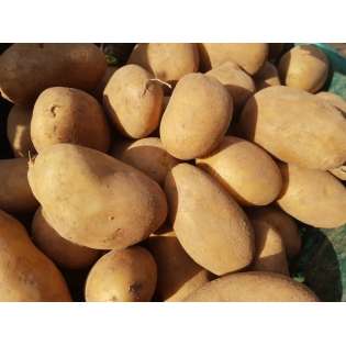 Pomme de terre marabel