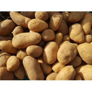 Pomme de terre Charlene (3 kg)