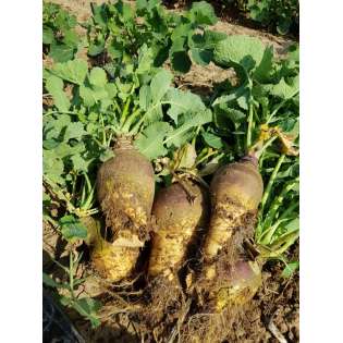 Rutabaga (1 kg)