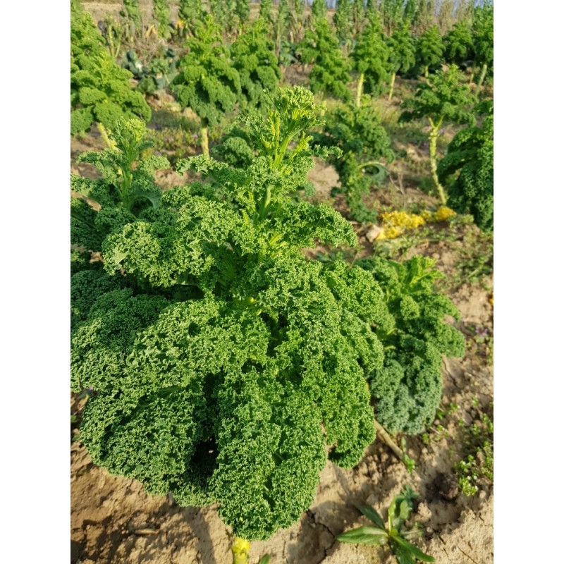 Chou Kale (500 gr)