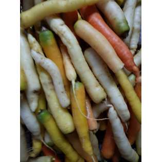 Carottes multi