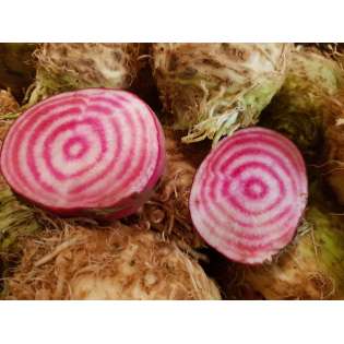 Betterave Choggia (500 gr)