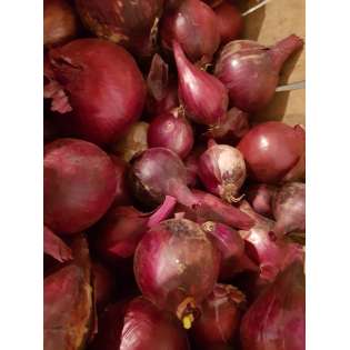 Oignon Rouge (1 kg)