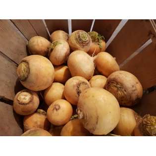 Navets (1 kg)