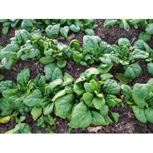 Epinard (1 kg)