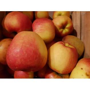Pommes jonagold (1 kg)