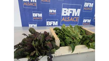 "le café des jardiniers" sur BFM Alsace tous les jeudis